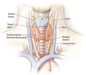 Thyroid